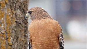 Preview wallpaper bird, watching, wildlife