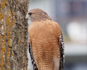 Preview wallpaper bird, watching, wildlife