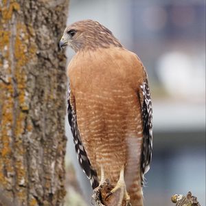Preview wallpaper bird, watching, wildlife
