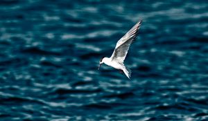 Preview wallpaper bird, water, flight, blur