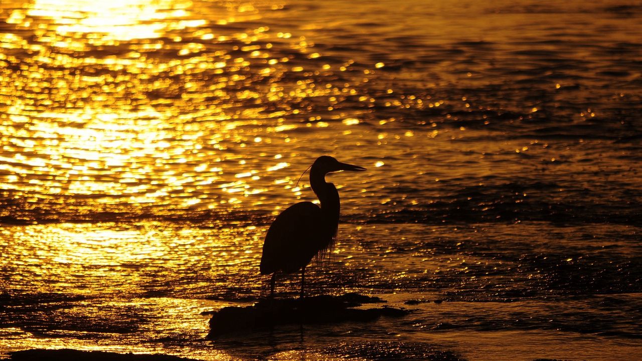 Wallpaper bird, water, sunset
