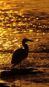 Preview wallpaper bird, water, sunset