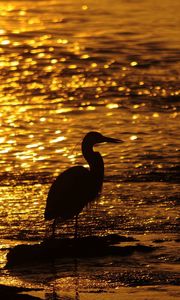 Preview wallpaper bird, water, sunset