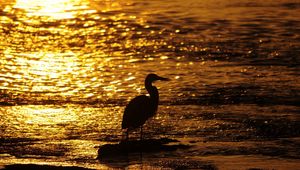 Preview wallpaper bird, water, sunset