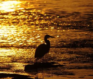 Preview wallpaper bird, water, sunset