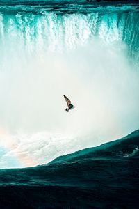 Preview wallpaper bird, waterfall, water, spray, height