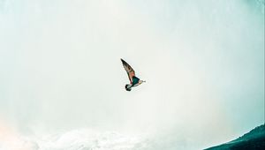 Preview wallpaper bird, waterfall, water, spray, height