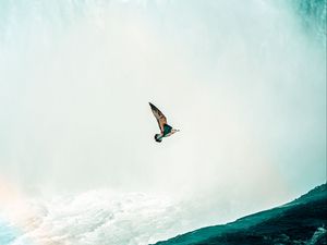 Preview wallpaper bird, waterfall, water, spray, height