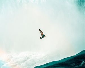 Preview wallpaper bird, waterfall, water, spray, height