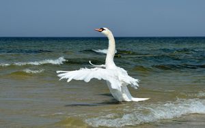 Preview wallpaper bird, waves, sea, horizon, wings