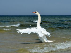 Preview wallpaper bird, waves, sea, horizon, wings