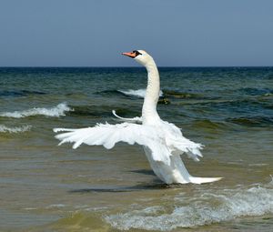 Preview wallpaper bird, waves, sea, horizon, wings