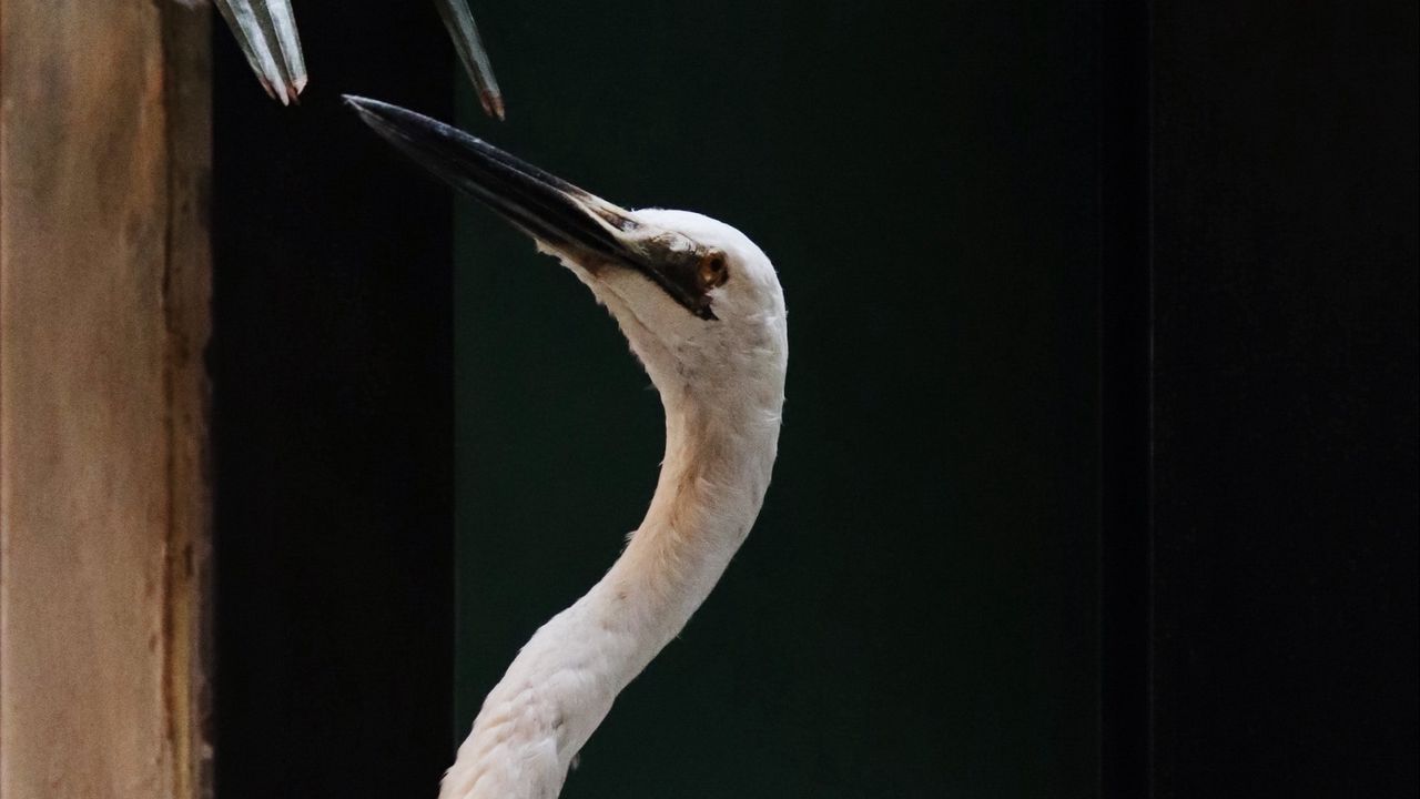 Wallpaper bird, white, feathered, feathers