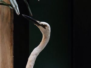 Preview wallpaper bird, white, feathered, feathers