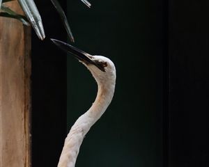 Preview wallpaper bird, white, feathered, feathers