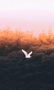 Preview wallpaper bird, white, flight, fly