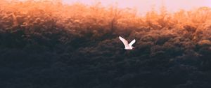 Preview wallpaper bird, white, flight, fly