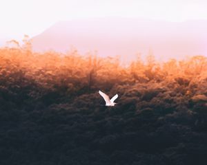 Preview wallpaper bird, white, flight, fly