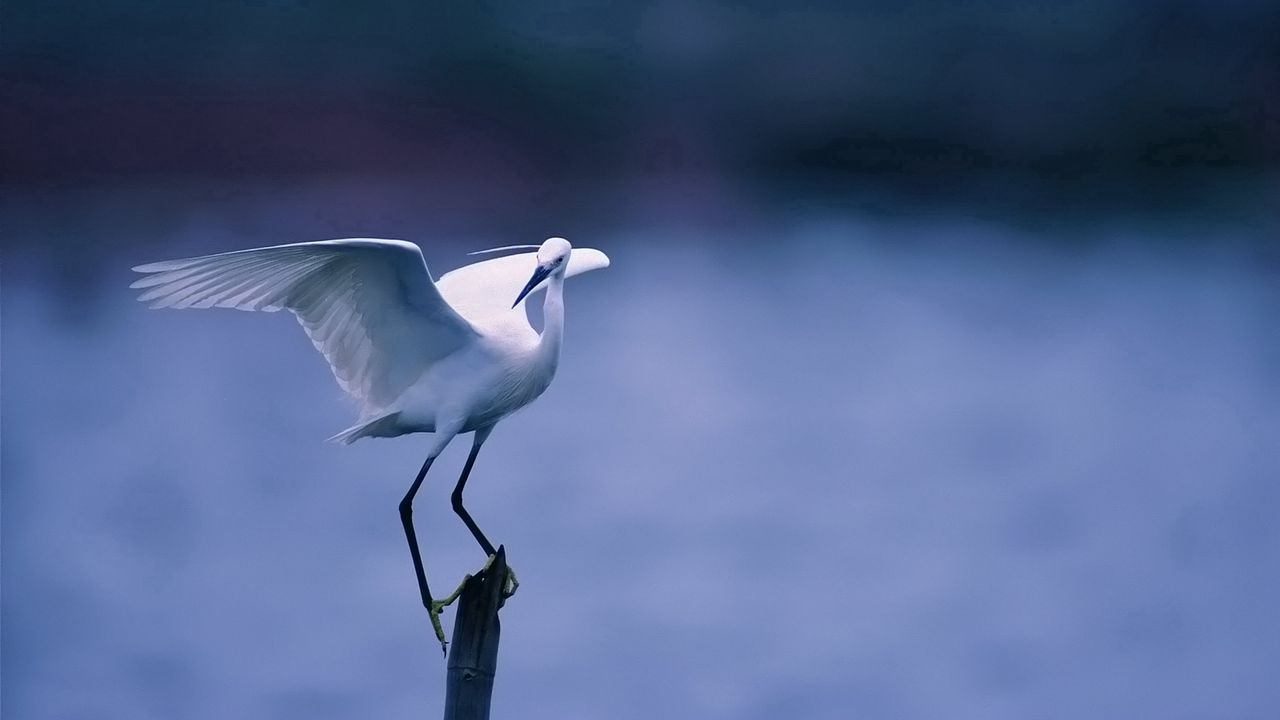 Wallpaper bird, white, wings, sit