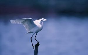 Preview wallpaper bird, white, wings, sit