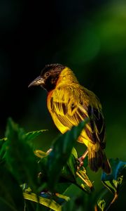 Preview wallpaper bird, wildlife, leaves