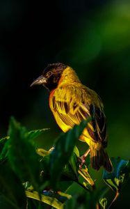 Preview wallpaper bird, wildlife, leaves