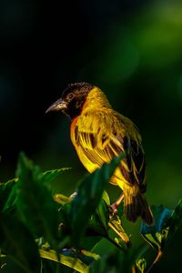 Preview wallpaper bird, wildlife, leaves