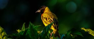 Preview wallpaper bird, wildlife, leaves