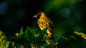 Preview wallpaper bird, wildlife, leaves