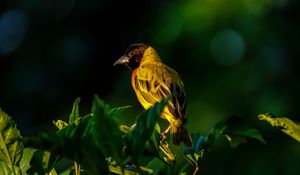 Preview wallpaper bird, wildlife, leaves