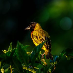 Preview wallpaper bird, wildlife, leaves