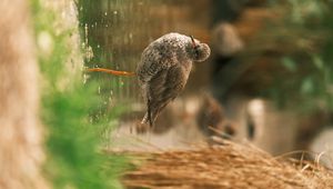 Preview wallpaper bird, wildlife, pond, blur