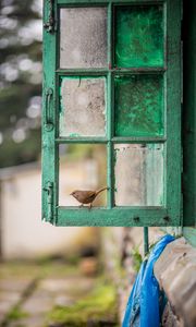 Preview wallpaper bird, window, frame, shabby, blur