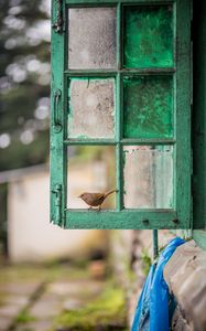 Preview wallpaper bird, window, frame, shabby, blur