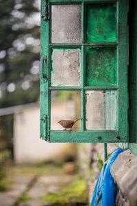 Preview wallpaper bird, window, frame, shabby, blur