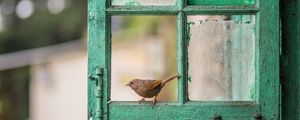 Preview wallpaper bird, window, frame, shabby, blur
