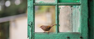 Preview wallpaper bird, window, frame, shabby, blur