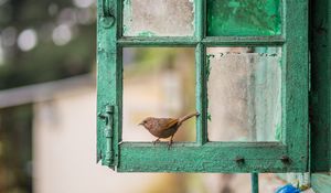 Preview wallpaper bird, window, frame, shabby, blur