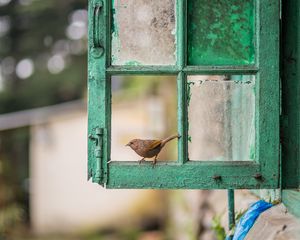 Preview wallpaper bird, window, frame, shabby, blur