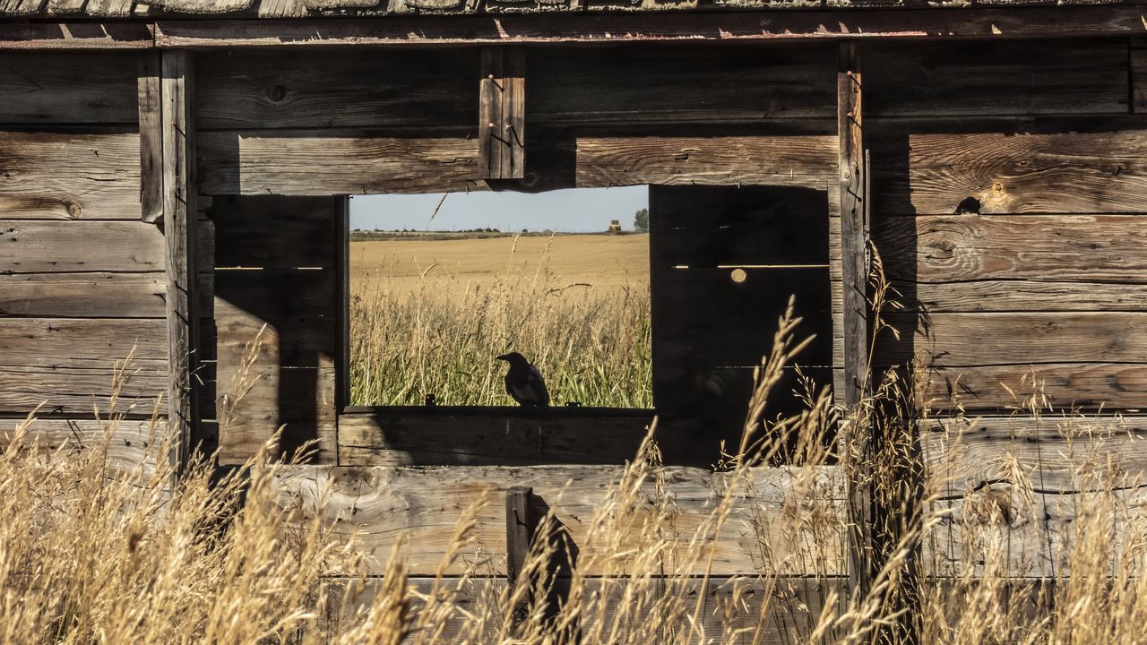 Wallpaper bird, window, house, wooden, grass, field