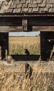 Preview wallpaper bird, window, house, wooden, grass, field