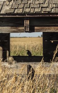 Preview wallpaper bird, window, house, wooden, grass, field