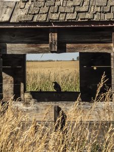 Preview wallpaper bird, window, house, wooden, grass, field