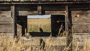 Preview wallpaper bird, window, house, wooden, grass, field