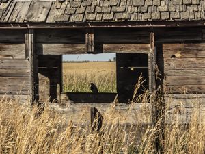 Preview wallpaper bird, window, house, wooden, grass, field