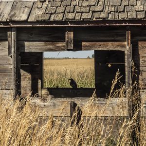 Preview wallpaper bird, window, house, wooden, grass, field