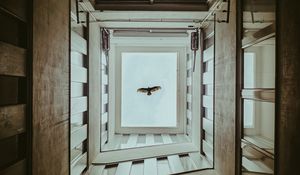 Preview wallpaper bird, wings, building, bottom view, sky