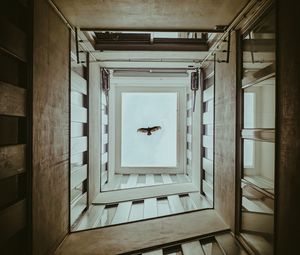 Preview wallpaper bird, wings, building, bottom view, sky