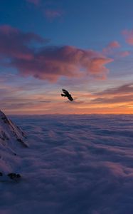 Preview wallpaper bird, wings, clouds, flight, sunset