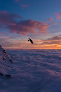 Preview wallpaper bird, wings, clouds, flight, sunset